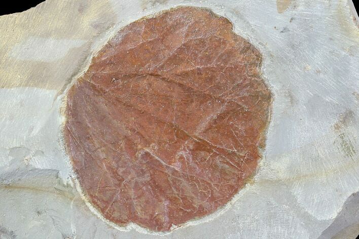 Detailed Fossil Leaf (Zizyphoides) - Montana #86701